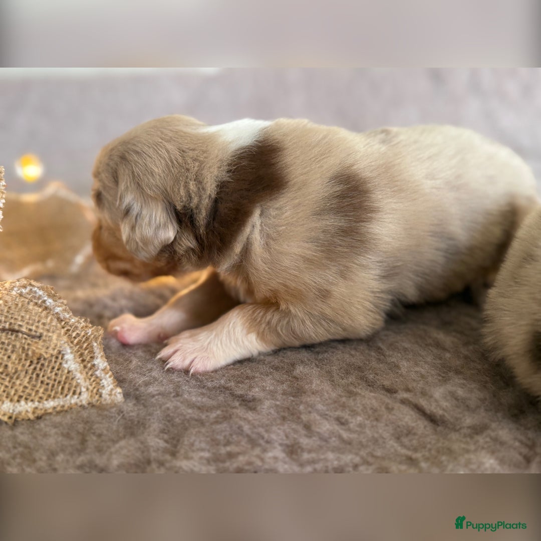Australian Shepherd honden te koop: Prachtig nestje raszuivere Australian Shepherds - Advertentie 26