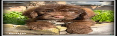 Kruising 4