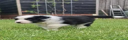 Australian Shepherd honden te koop: Australian Shepherd reutje met stamboom - Advertentie 5