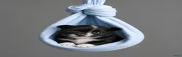 Chihuahua honden te koop: Chihuahua pup van geteste ouders - Advertentie 2