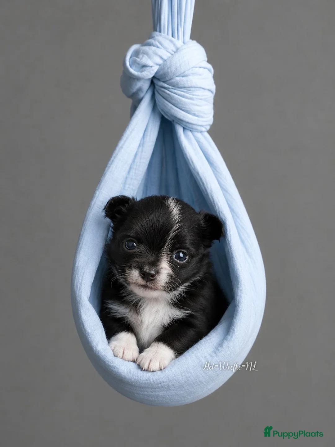 Chihuahua honden te koop: Chihuahua pup van geteste ouders - Advertentie 2