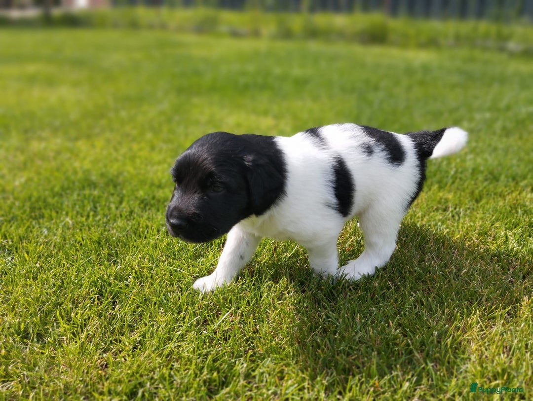 Friese Stabij honden te koop: Drie lieve Friese Stabij reutjes in Gasselte - Afbeelding 5