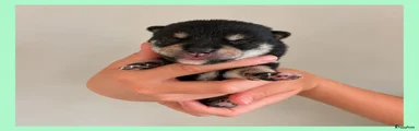 Shiba 1