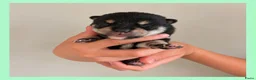 Shiba honden te koop: Mooie Shiba puppy’s zoeken een liefdevol thuis  - Advertentie 12