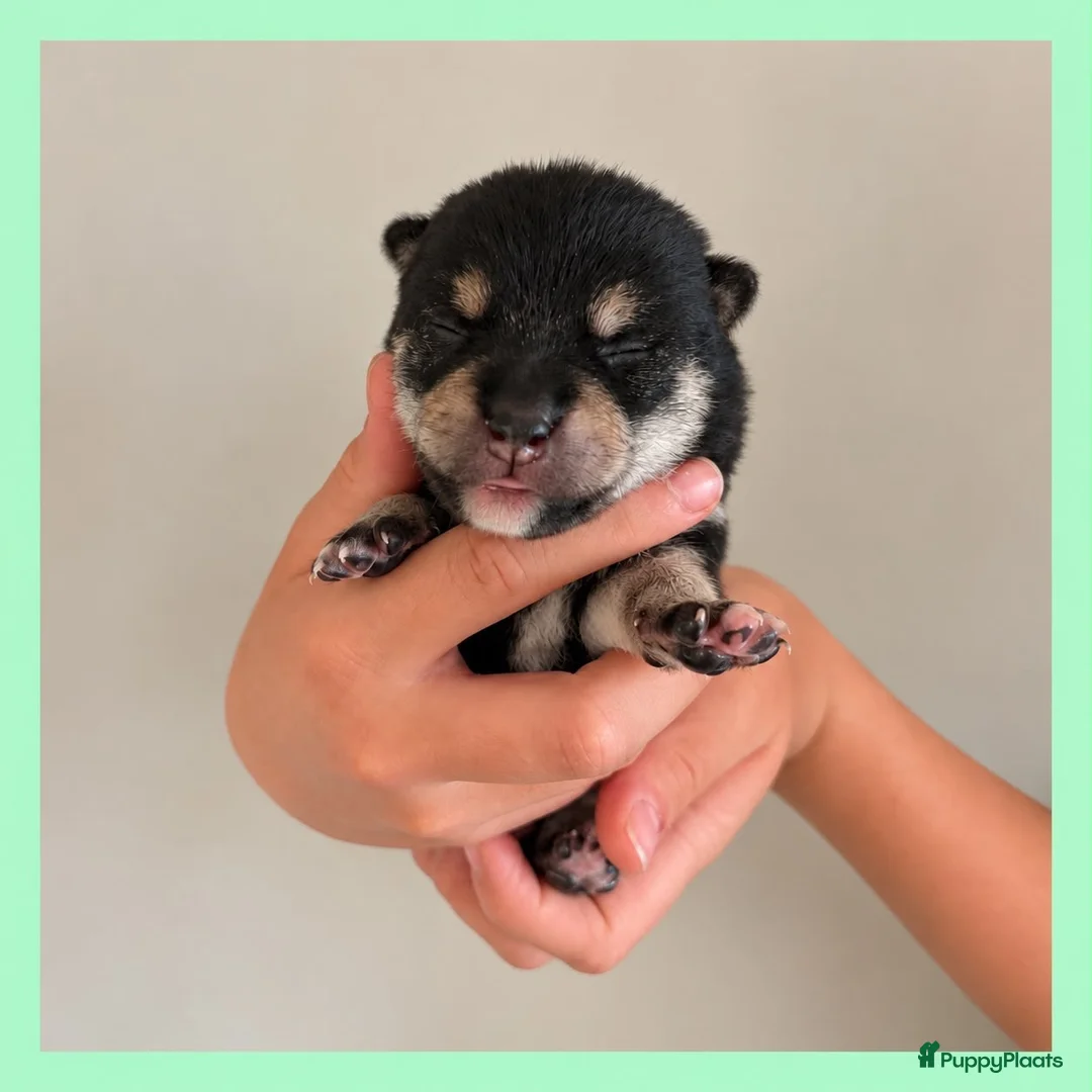 Shiba honden te koop: Mooie Shiba puppy’s zoeken een liefdevol thuis  - Advertentie 12