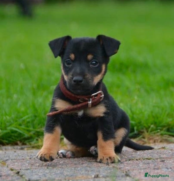 Jack Russel Terriër honden te koop: Supermooie Jack-Russell pups,  groeien op in huis. - Advertentie 7
