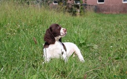 Engelse Springer Spaniel honden te koop: Lieve Engelse springer spaniel puppy's in Gameren - Afbeelding 14