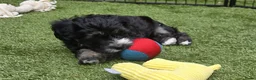 Kruising honden te koop: Prachtige pups - Advertentie 16