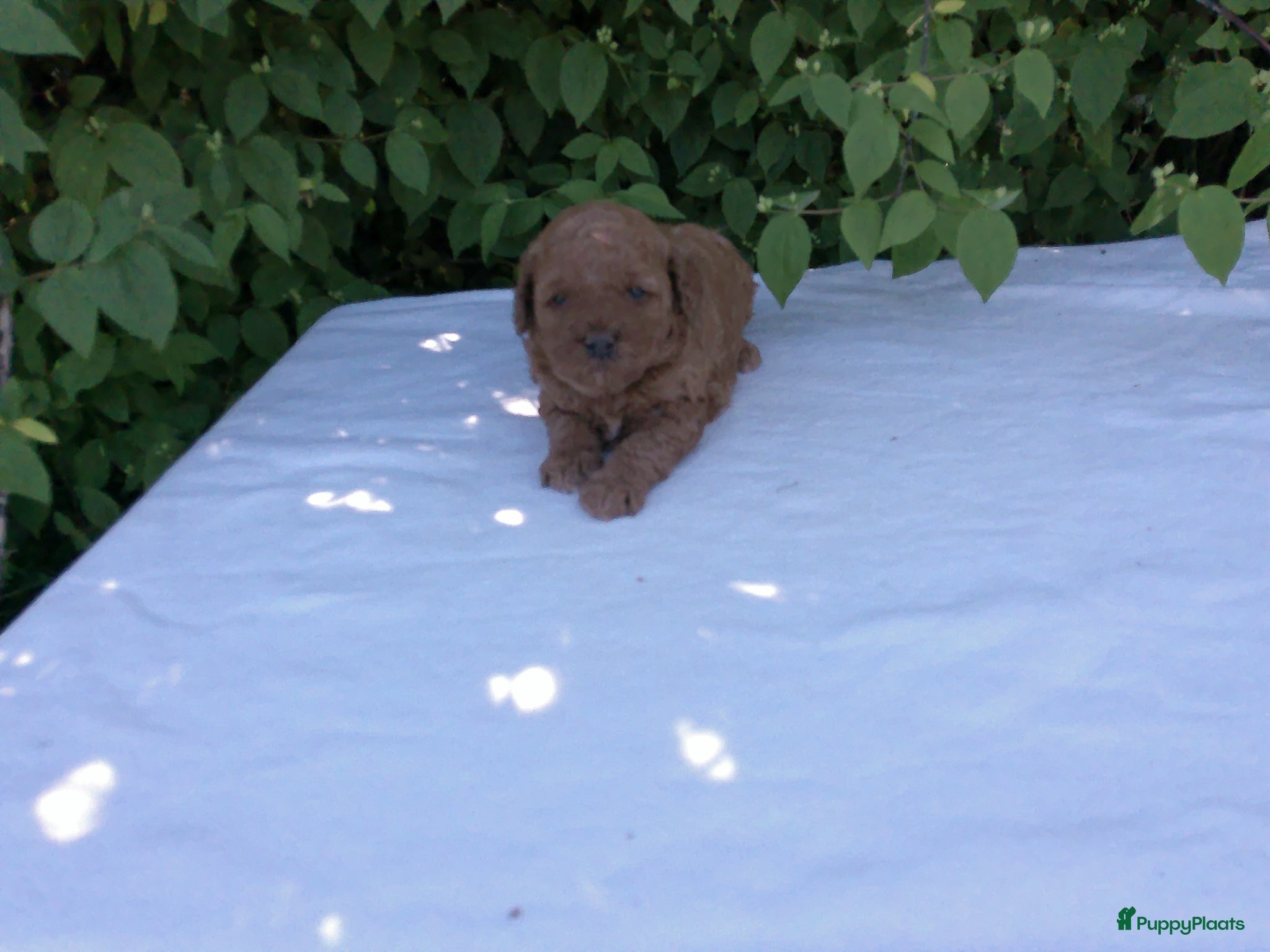 Kruising honden Rode Dwerg / Toy Poedel pups  - Advertentie 2