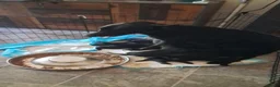 Mechelse Herder honden te koop: Mechelse herders te koop - Advertentie 6