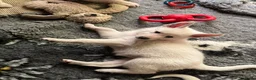 Zwitserse Witte Herdershond honden te koop: Zwitserse witte herder pups - Advertentie 5