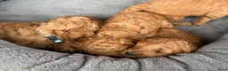 Labradoodle honden te koop: Labradoodle pups  - Advertentie 30