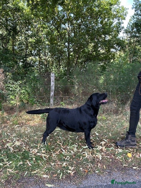 Labrador Retriever honden labradorpups  - Advertentie 2