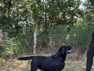 Labrador Retriever honden labradorpups - Advertentie 3