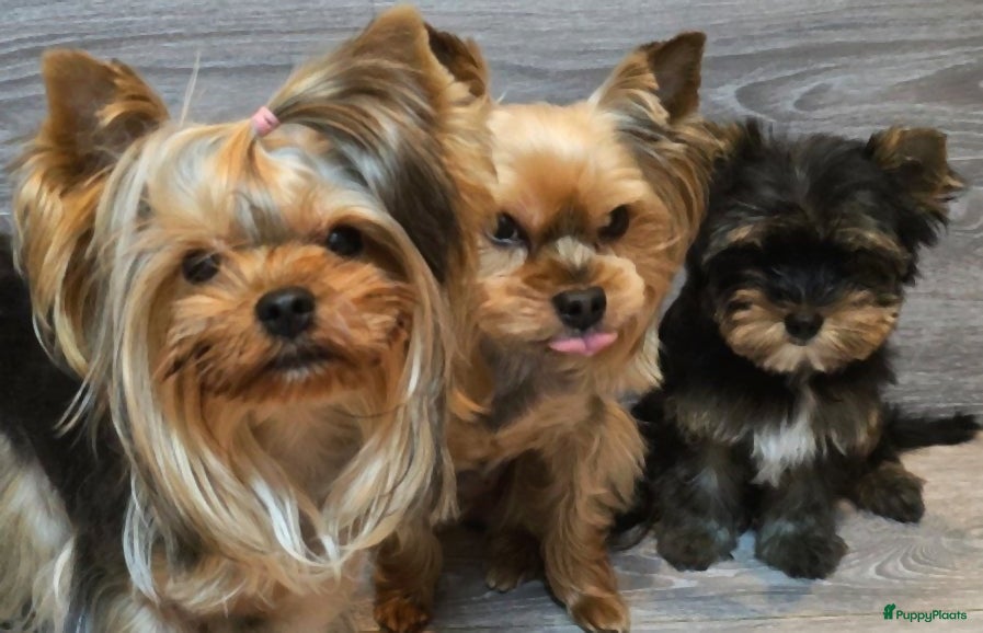 Yorkshire Terriër honden Yorkshire terriër puppy’s, - Advertentie 1