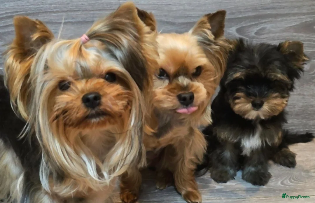 Yorkshire Terriër honden te koop: Yorkshire terriër puppy’s, - Advertentie 1