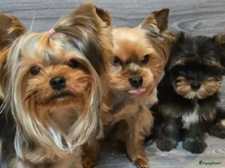 Yorkshire Terriër honden Yorkshire terriër puppy’s, - Advertentie 2