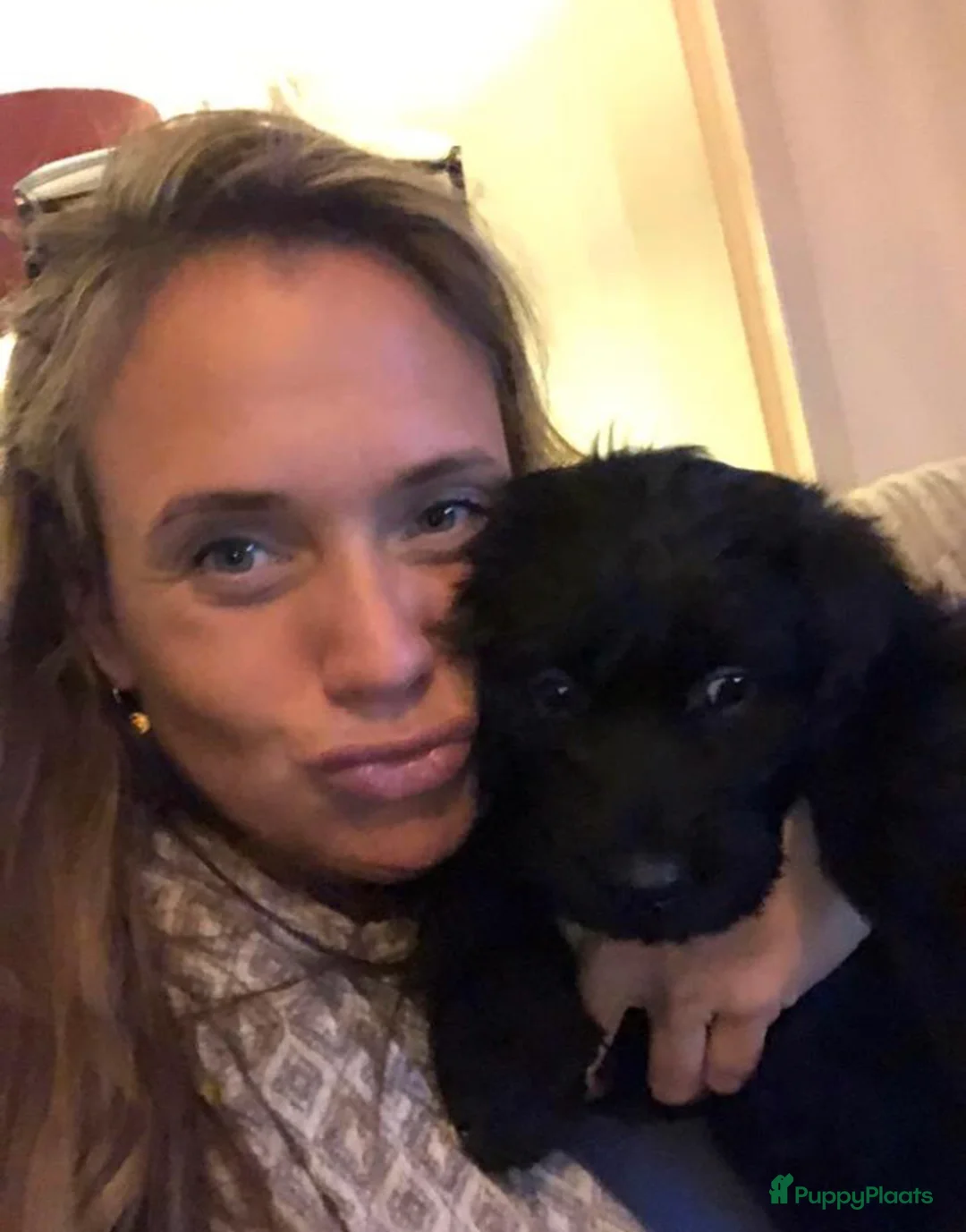 Labradoodle honden ter dekking: KNAPPE AUSTRALIAN LABRADOODLE DEKREU PUK in Breda - Advertentie 16