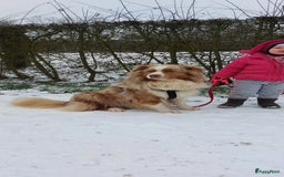 Australian Shepherd honden te koop: Raszuivere Australian Shepherd op de boerderij - Afbeelding 14