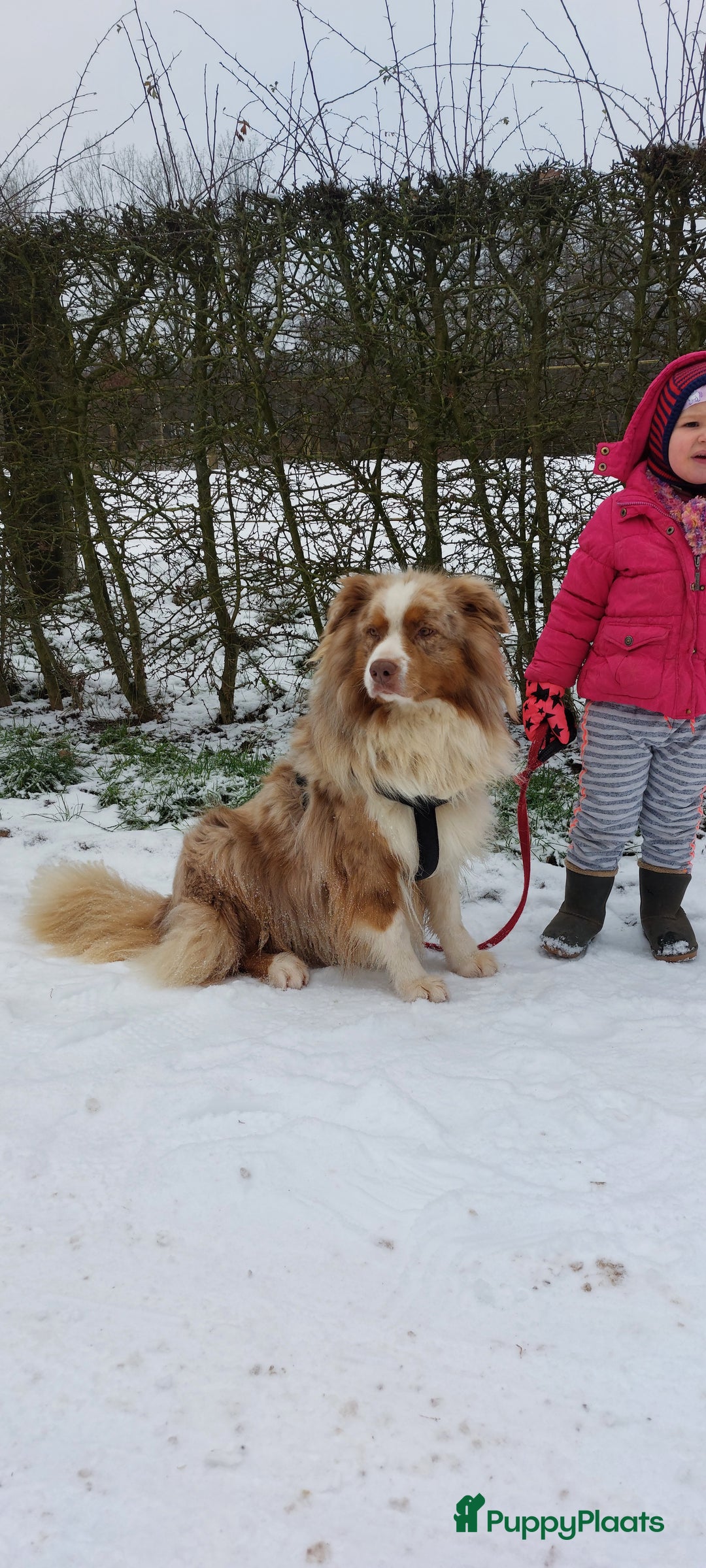 Australian Shepherd honden te koop: Raszuivere Australian Shepherd op de boerderij - Afbeelding 14