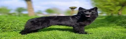 Duitse Herder honden te koop: Prachtige donkere Oud Duitse Herder pups  - Advertentie 2