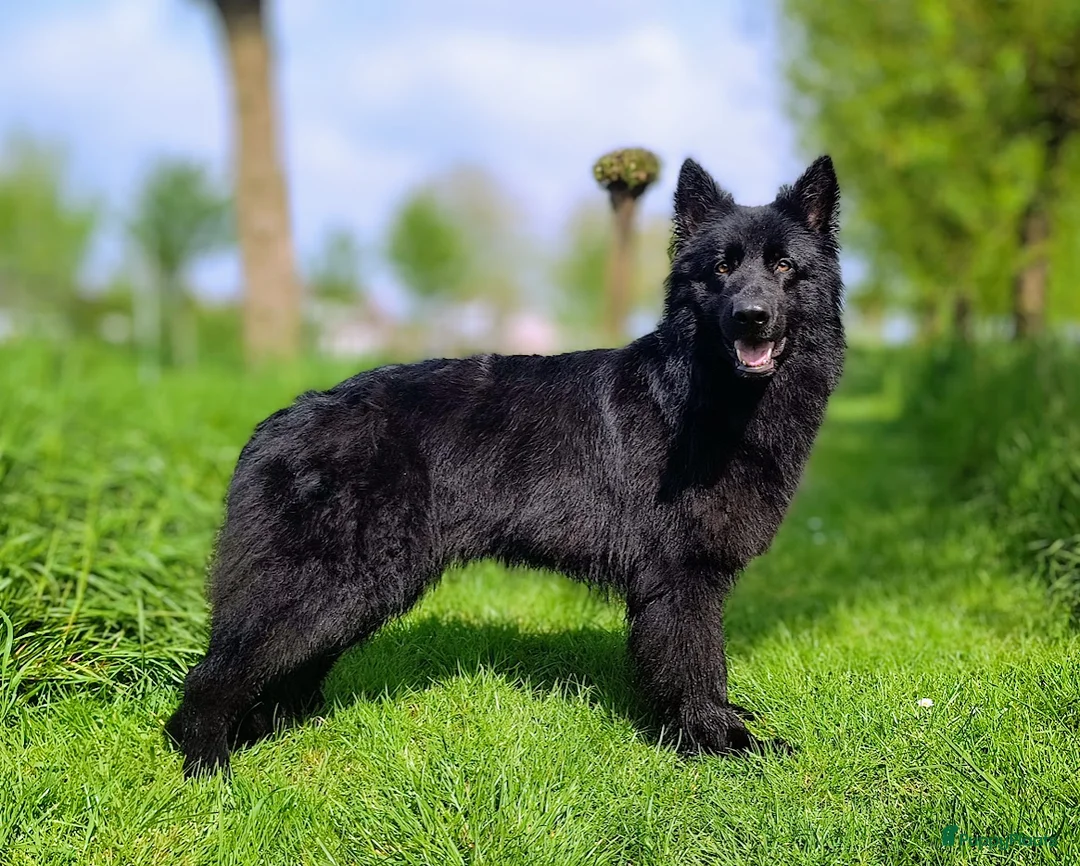 Duitse Herder honden te koop: Prachtige donkere Oud Duitse Herder pups  - Advertentie 2
