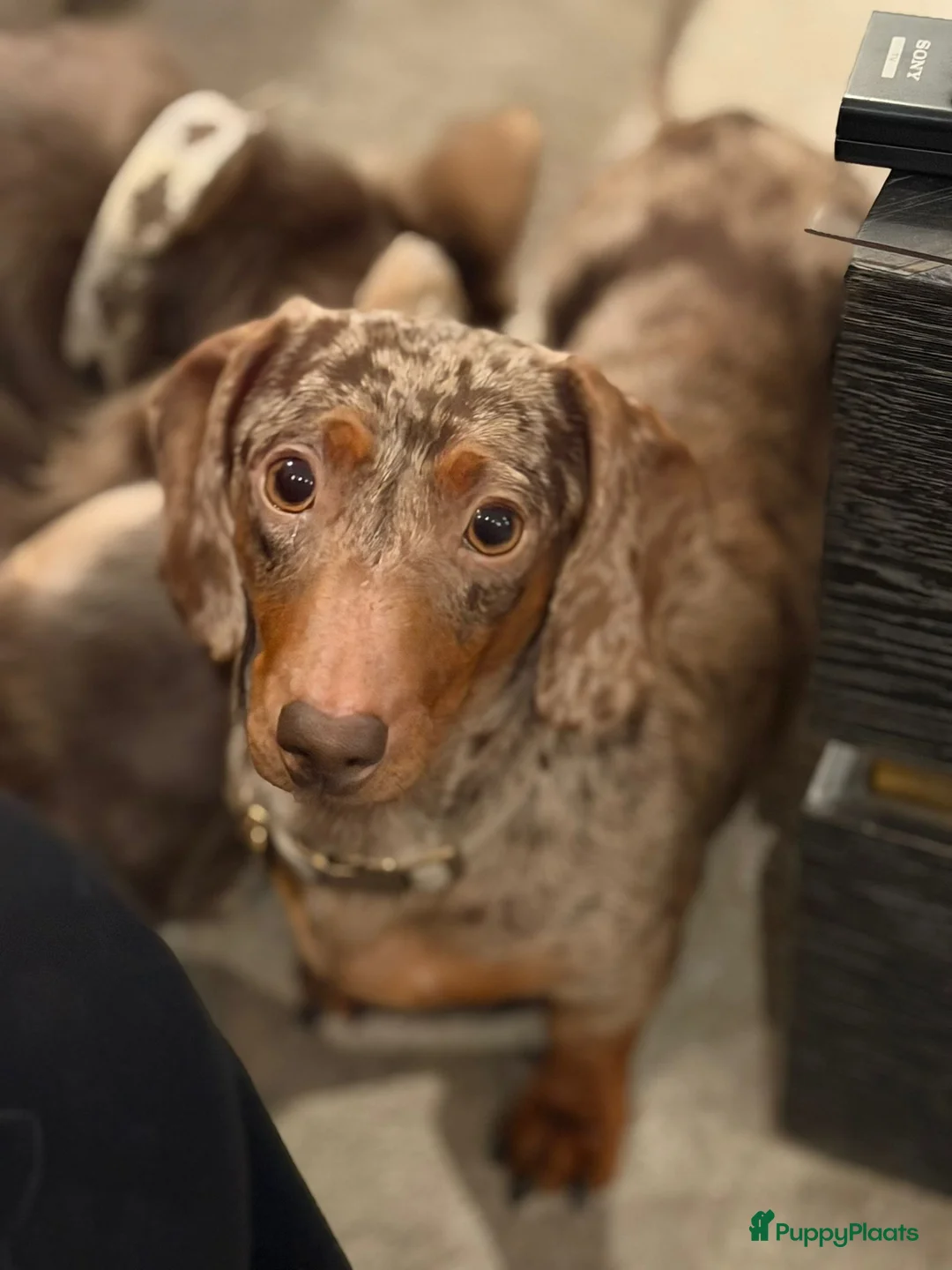 Kruising honden te koop: Speciale dwergteckel puppy’s  - Advertentie 1