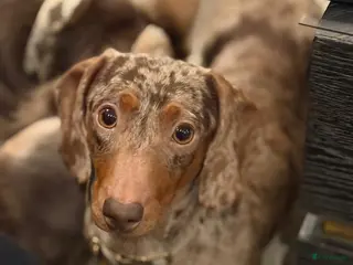 Kruising honden Speciale dwergteckel puppy’s - Advertentie 1