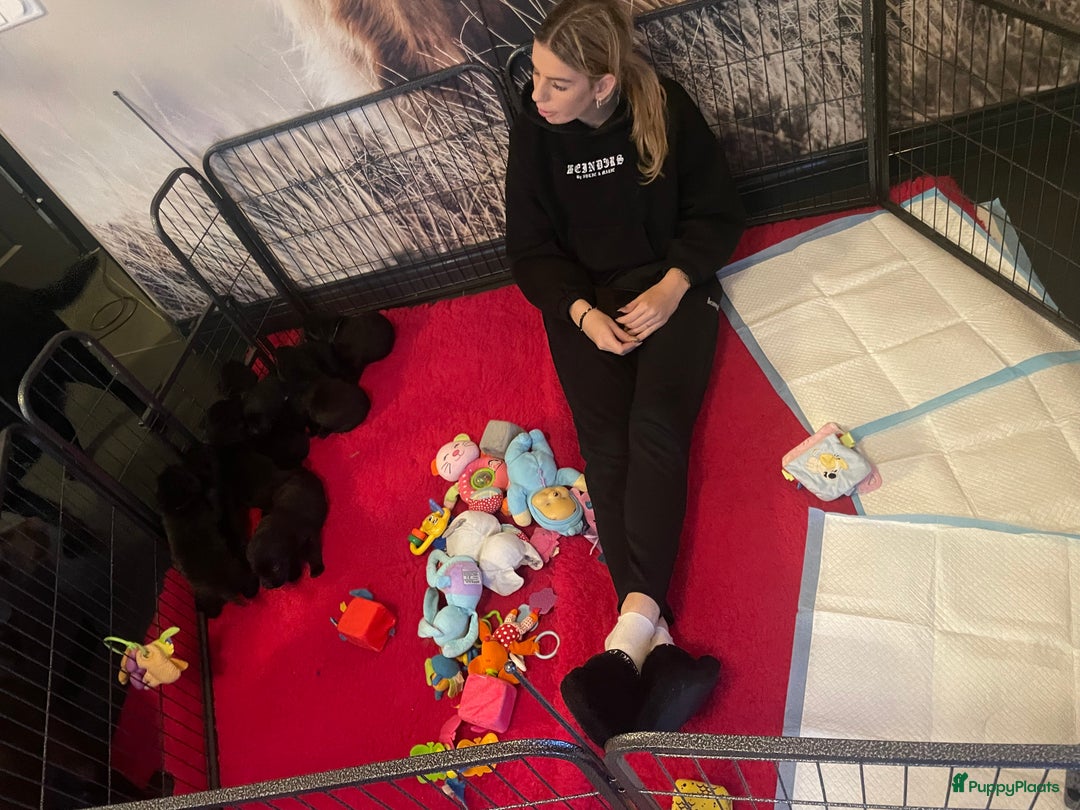 Labrador Retriever honden te koop: NEST AANKONDIGING LABRADOR PUPS - Advertentie 32