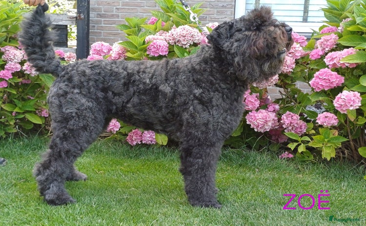 Bouvier des Flandres honden - Advertentie 2