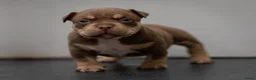 Amerikaanse Bully honden te koop: American Bully pocket pups verwacht  - Advertentie 26