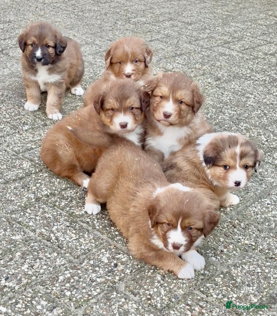 Kruising honden Toller x Australian shepherd pups  - Advertentie 5