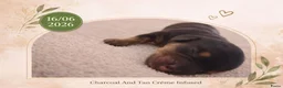 Kruising honden te koop: Prachtig, bijzondere Charcoal & Cream teckels!  - Advertentie 6