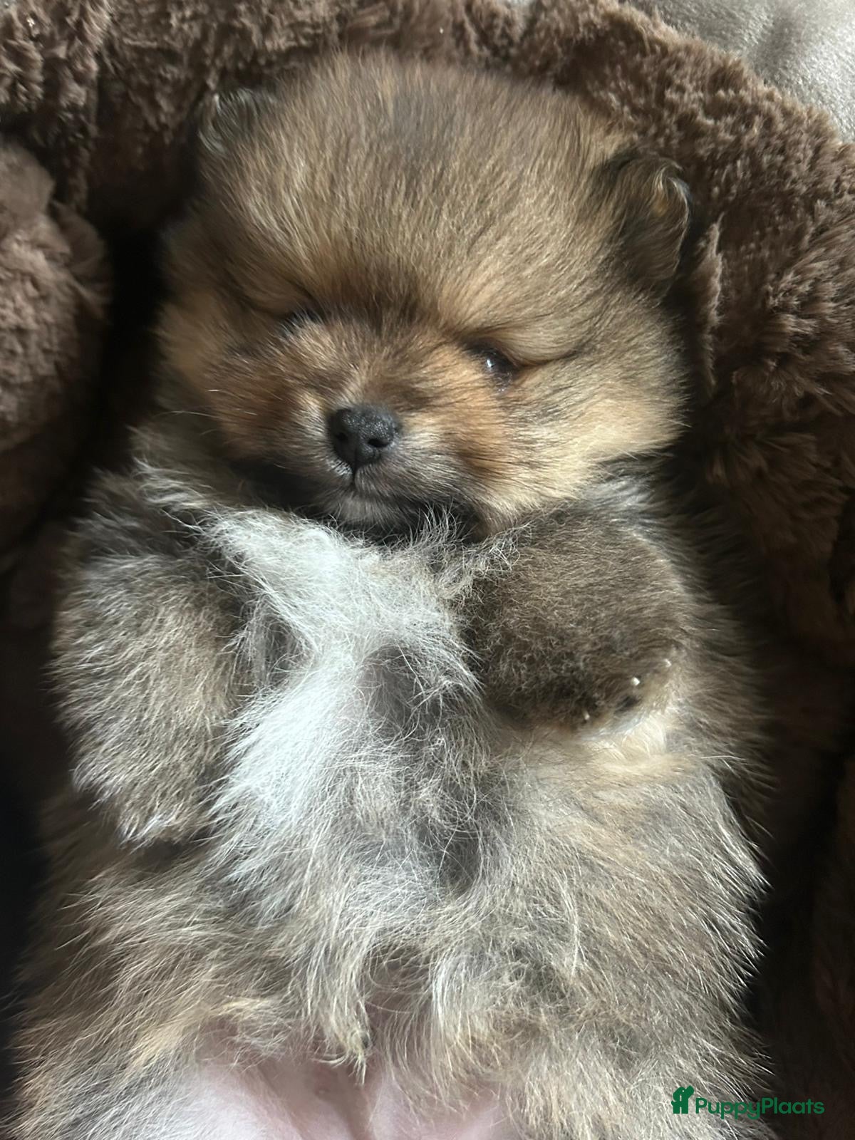 Pomeriaan honden Pomeriaan puppy’s  - Advertentie 1