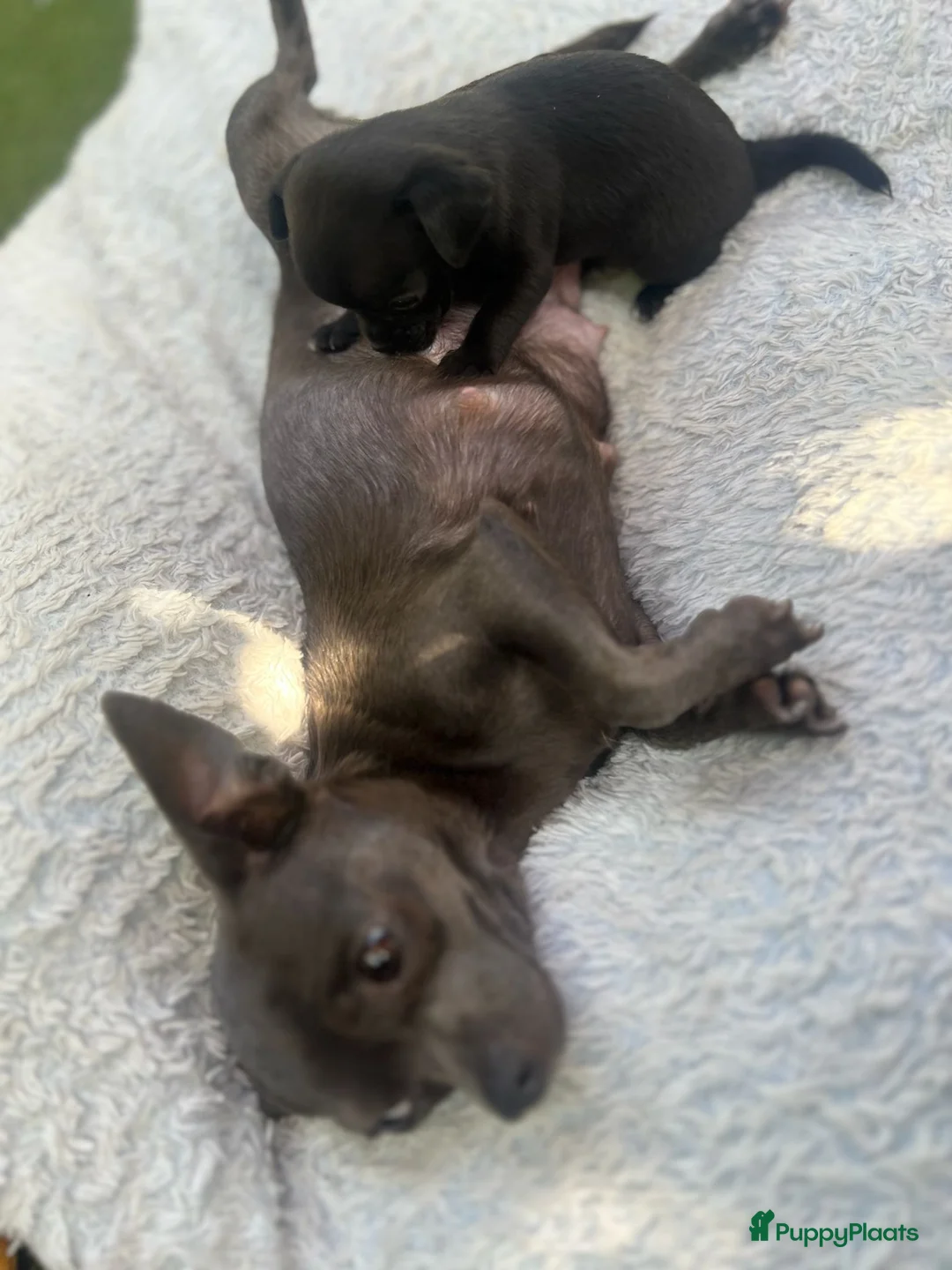 Chihuahua honden te koop: Mooi klein zwart chihuahua puppy - Advertentie 6