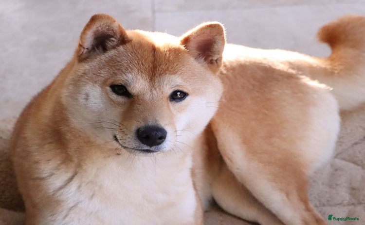 Shiba honden - Advertentie 5