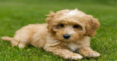 Kruising honden - Advertentie 1