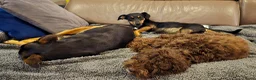 Jack Russel Terriër honden te koop: Te koop: Black & Tan Jack Russell Teef (2 jaar) - Advertentie 15