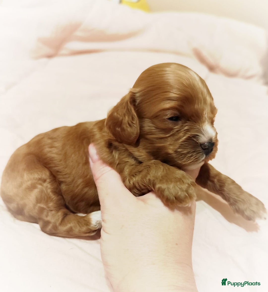 Cavapoo honden te koop: Prachtige cavapoo pups - Advertentie 6