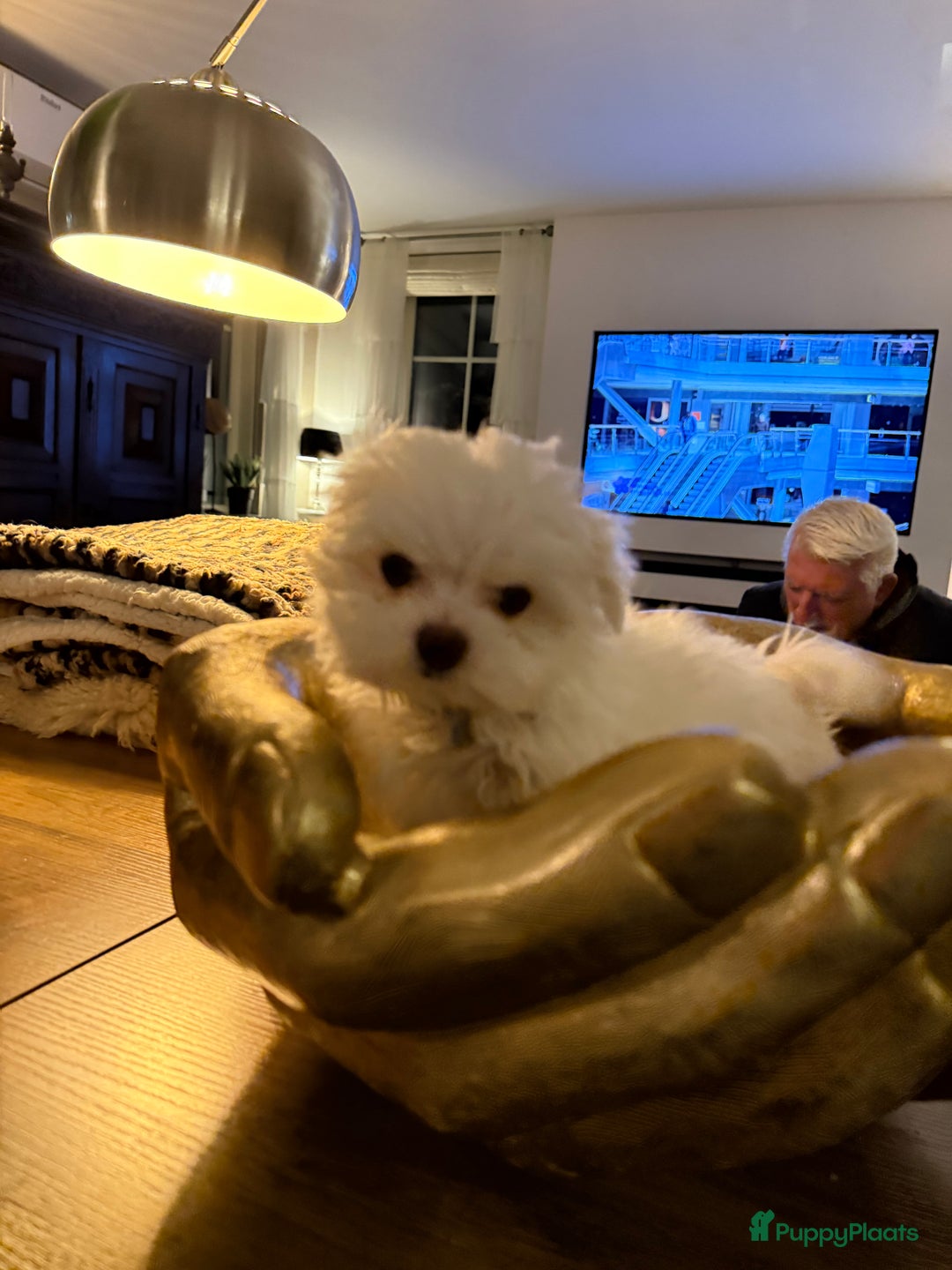 Maltezer honden te koop: Toy Maltezer pups - Advertentie 19