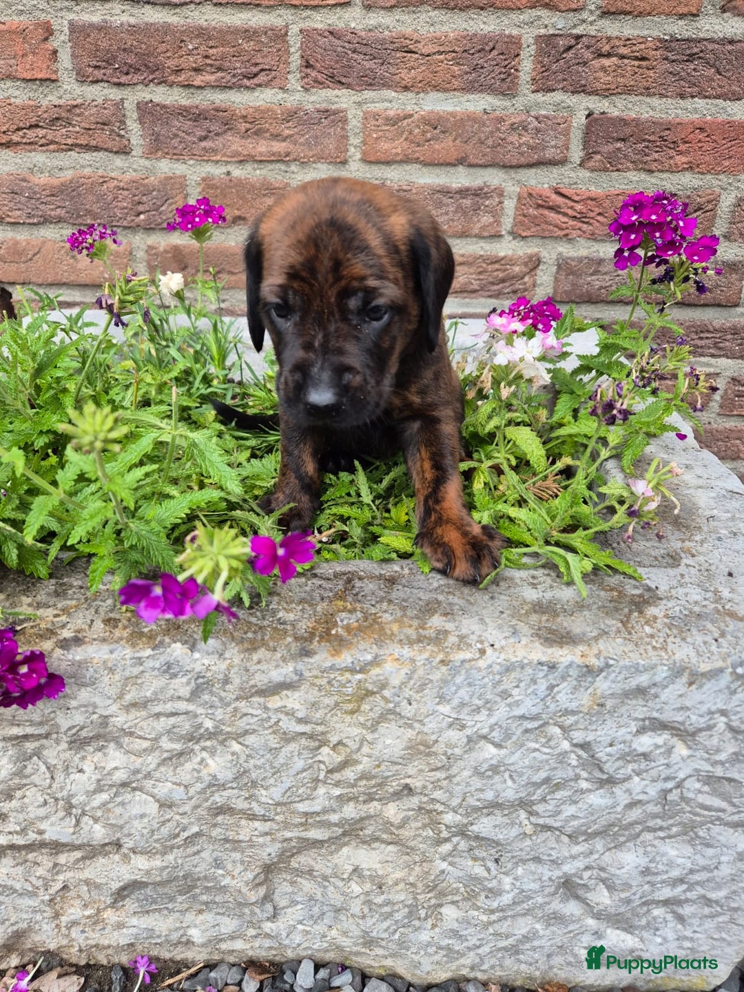 Labrador Retriever honden te koop: Knappe labrador x beierse bergzweethond mix - Afbeelding 13