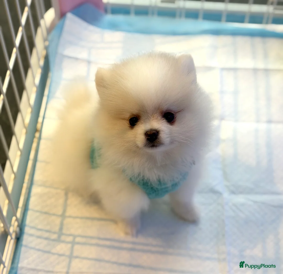 Pomeriaan honden te koop: Mooiste raszuivere pomeranian pomeriaan pups - Advertentie 7