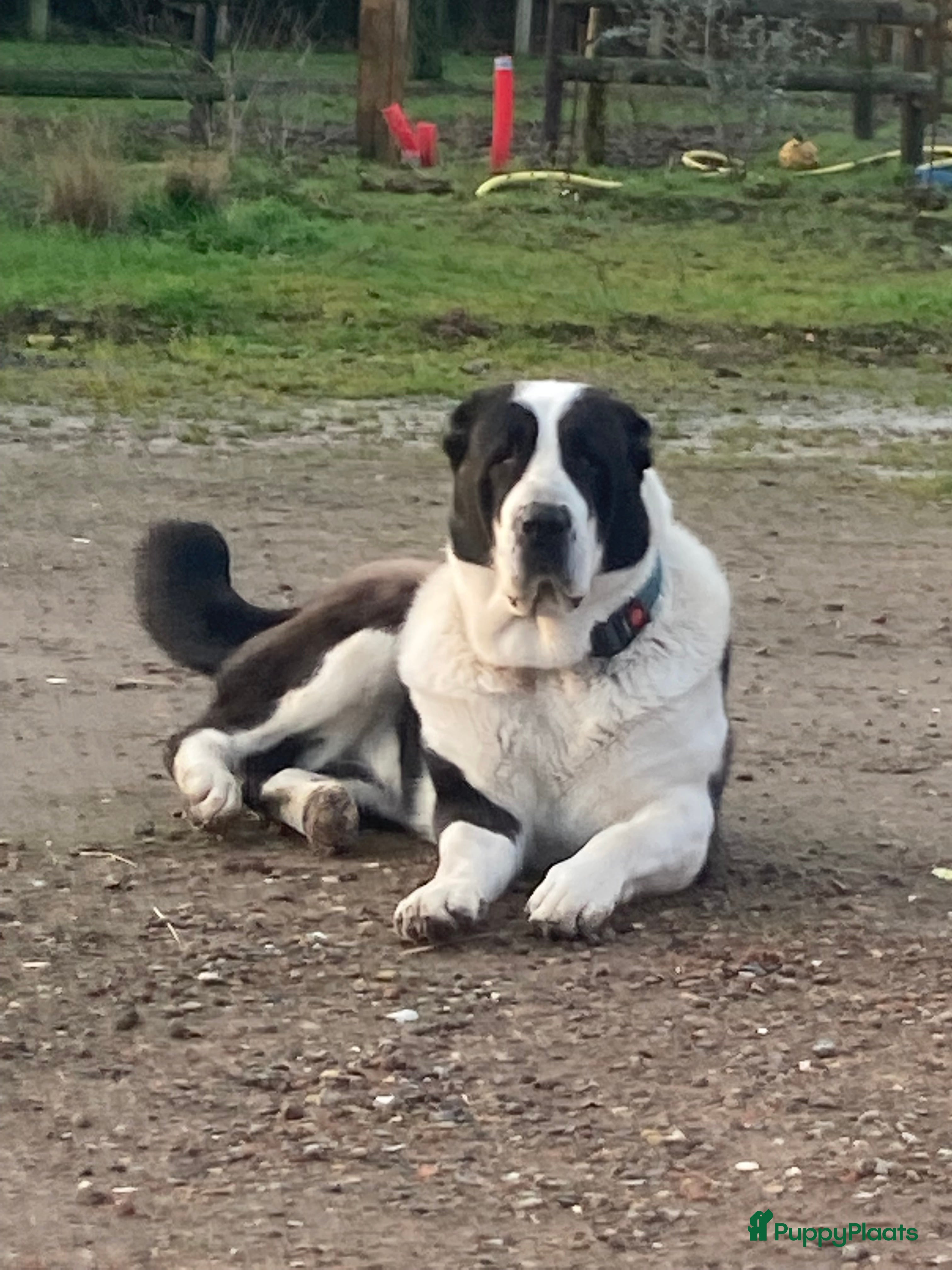 Alabai honden A Rihana - Advertentie 7