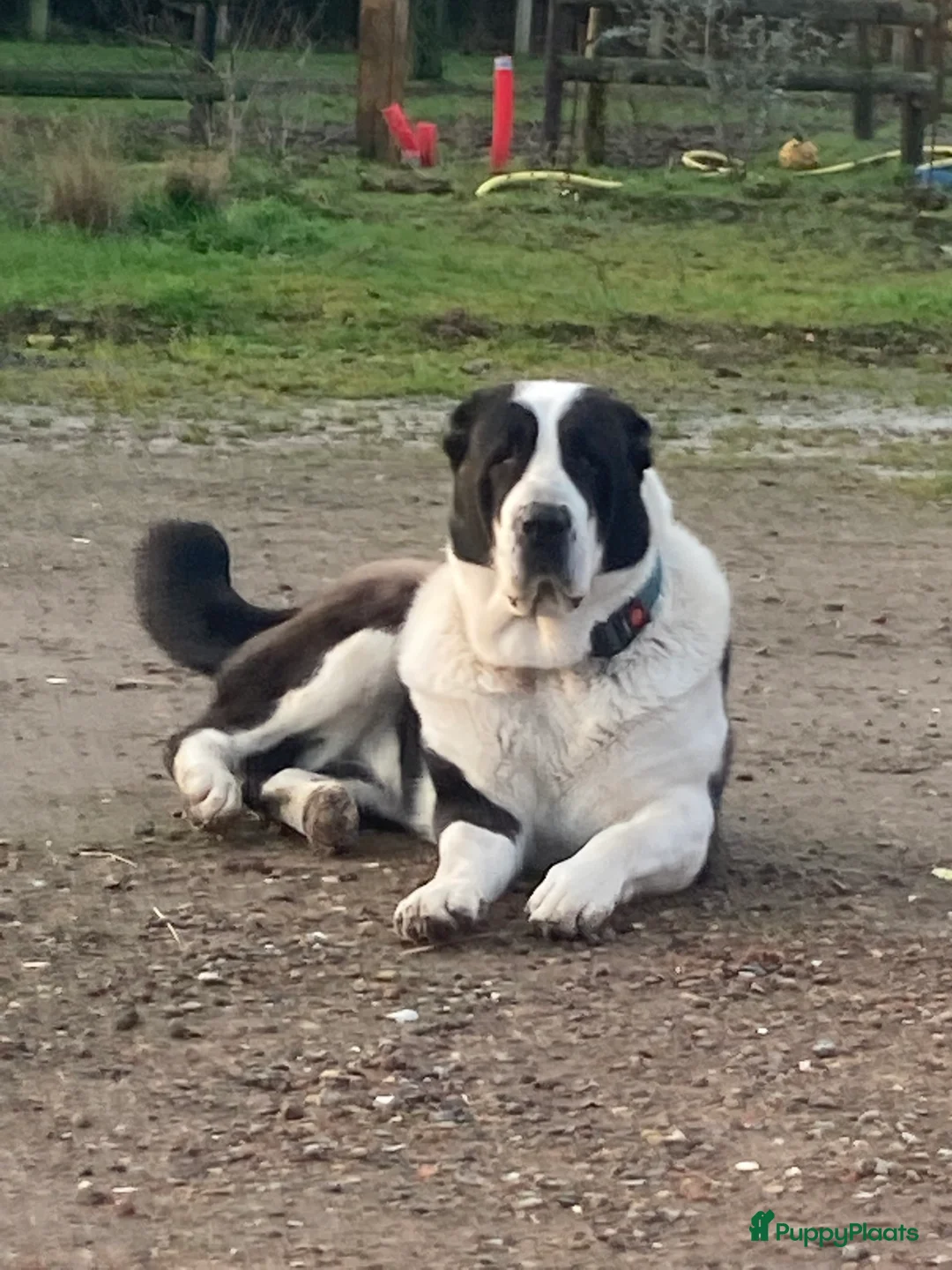 Alabai honden te koop: A Rihana - Advertentie 1