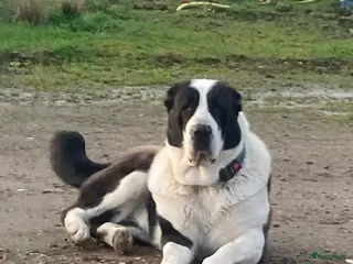 Alabai honden A Rihana - Advertentie 7