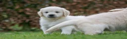 Golden Retriever honden te koop: prachtige golden retriever pups - Advertentie 3