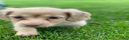 Teckel (langhaar) honden te koop: Langharige kleurrijke teckel pups blond/cream - Advertentie 7