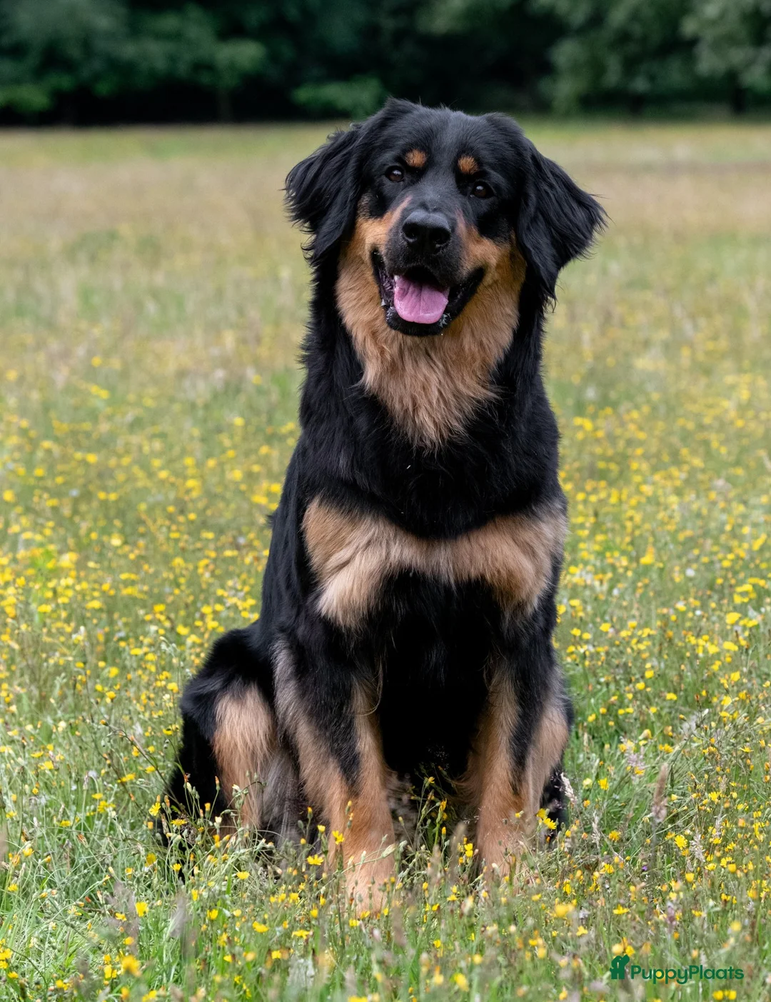 Galerij afbeelding {{count}}