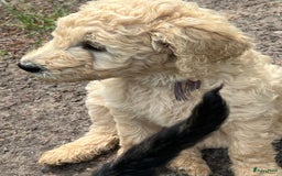 Labradoodle honden te koop: Labradoodle F4 pups te koop! 🐶 in Balkbrug - Afbeelding 14