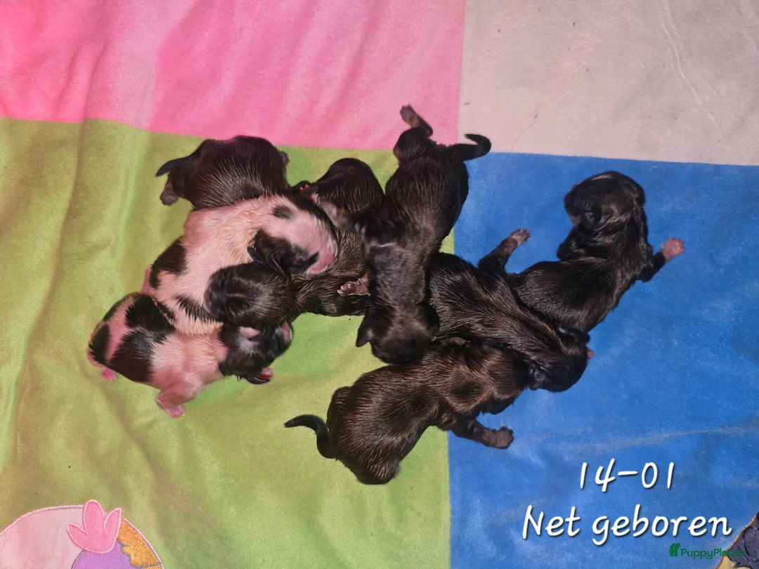 Kruising honden te koop: Boomer pups 14-1 geboren (Shih-Tzu x Boomer) - Advertentie 10